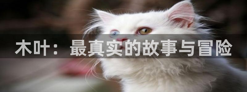 赢咖APP最新版本更新内容：木叶：最真实的故事与冒险